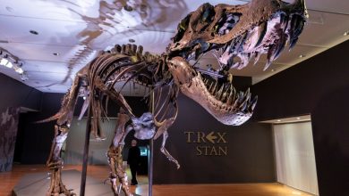 Jedan od najvećih skeleta T-rexa uskoro na prodaji