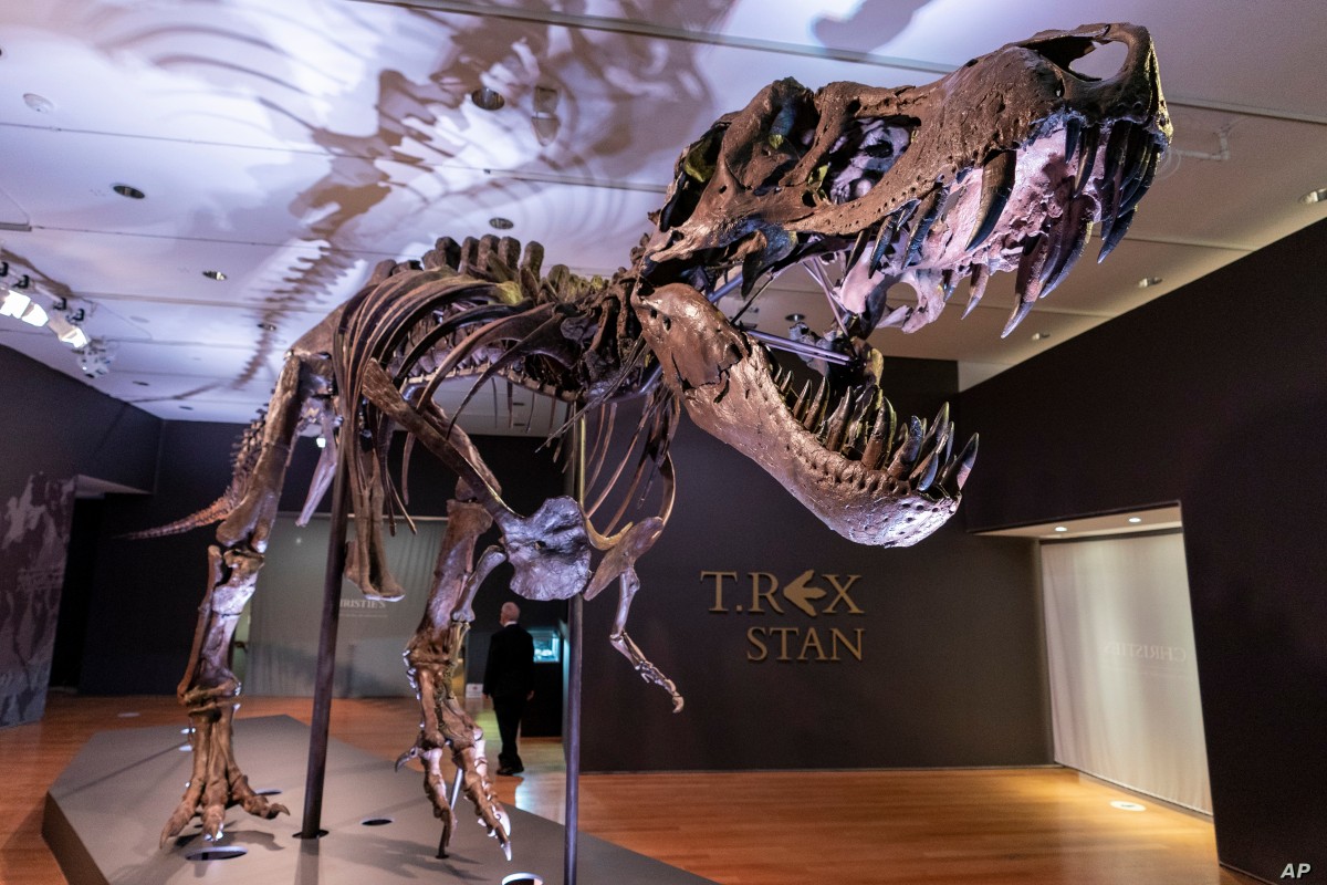 Jedan od najvećih skeleta T-rexa uskoro na prodaji