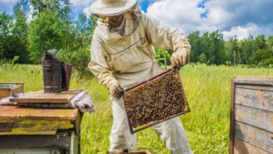 U Hercegovini počinje proizvodnja pčelinjeg otrova