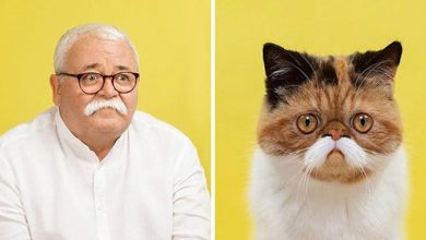 Fotograf je fotografisao mačke i ljude koji izgledaju kao da su dvojnici