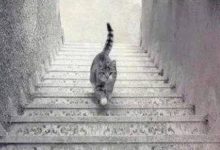 Mačka hoda uz ili niz stepenice: Vaš odgovor otkriva kakva ste osoba
