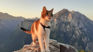 Upoznajte Maciku, prvu BH. mačku planinarku: Popela se na najviši vrh Austrije