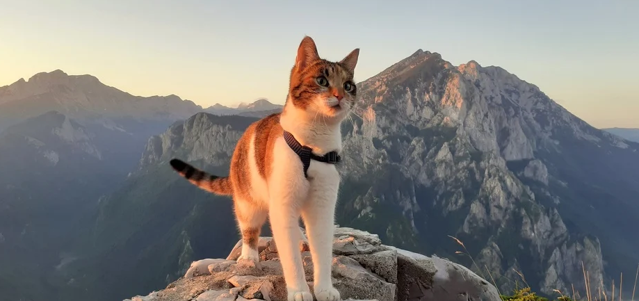 Upoznajte Maciku, prvu BH. mačku planinarku: Popela se na najviši vrh Austrije