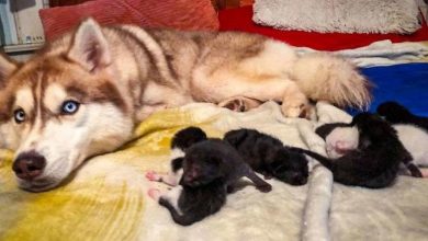 Hrabri pas spasio sedam mačića, a sada se o njima i brine