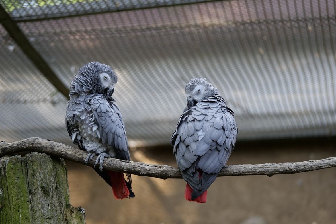 Izolacija im nije godila / Papagaji uklonjeni iz parka nakon psovki posjetiocima