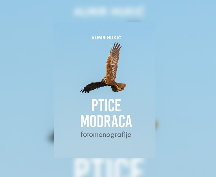 ptice modraca