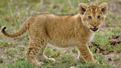 mladunče lava