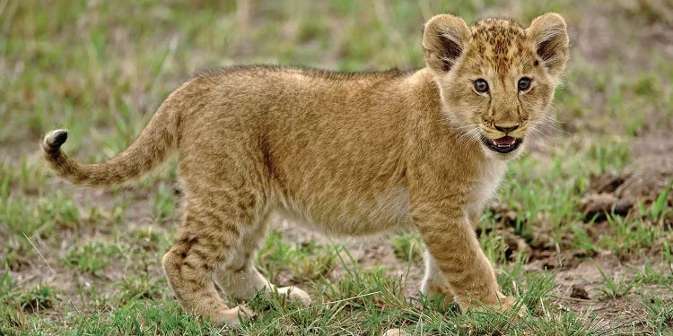 mladunče lava