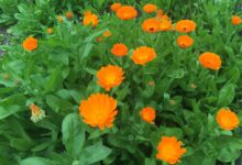 Calendula_officinalis