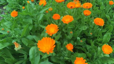 Calendula_officinalis