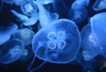 meduza