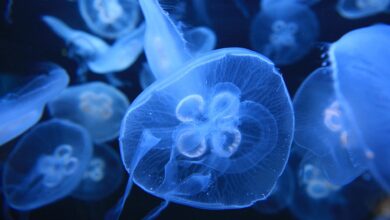 meduza